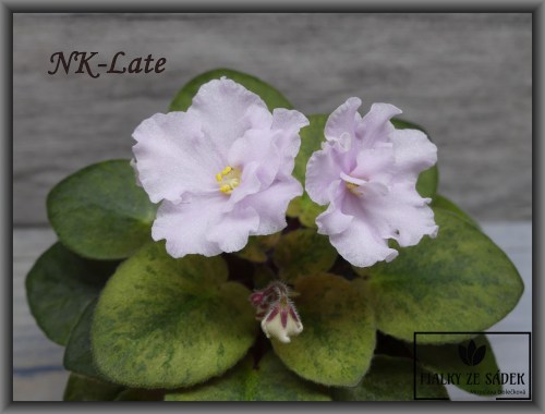 NK-Late